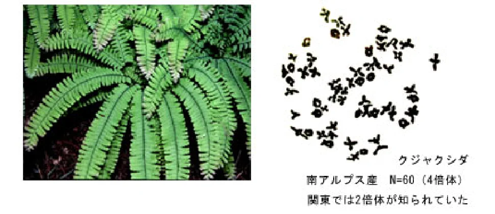 シダ植物の倍数性複合体の起原を求めて | 国立科学博物館 National