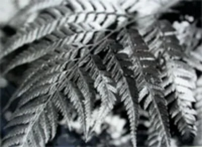 シダ植物の倍数性複合体の起原を求めて | 国立科学博物館 National