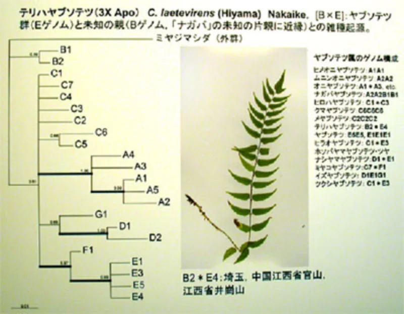 シダ植物の倍数性複合体の起原を求めて | 国立科学博物館 National