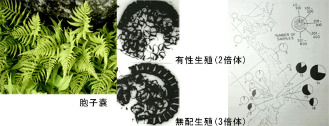シダ植物の倍数性複合体の起原を求めて | 国立科学博物館 National
