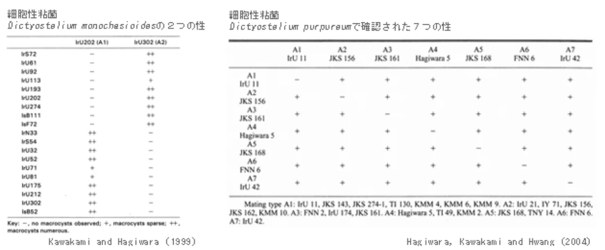 細胞性粘菌の性