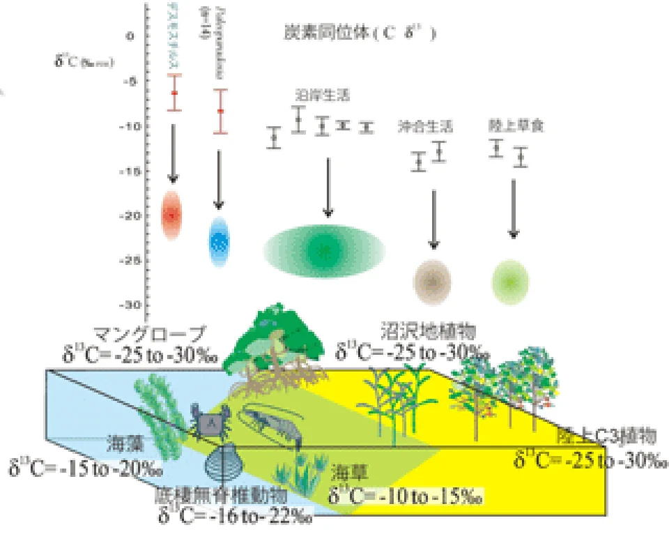 デスモスチるの示す炭素同位体比
