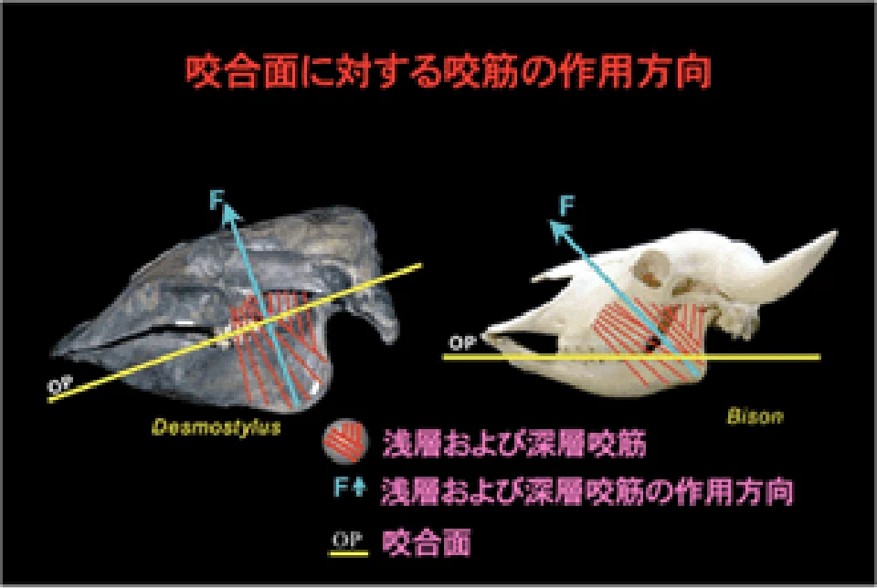 咬合面に対する咬筋の作用方向