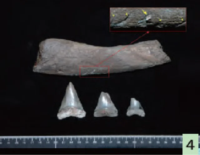 ホホジロザメ_歯の化石