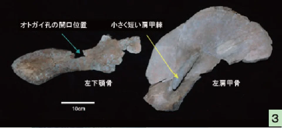 肩甲骨などの化石
