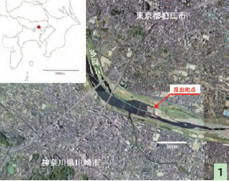 多摩川で大海牛の全身骨格化石を掘る －世界最古のステラーダイ