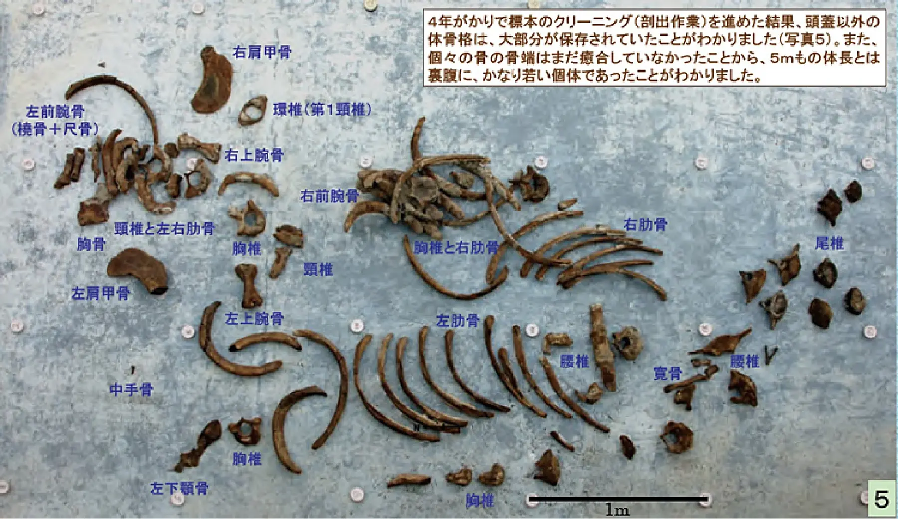 ステラーダイカイギュウ_化石