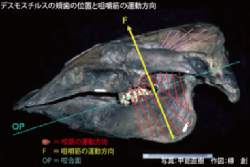 デスモスチルスの頬歯の位置と咀嚼筋の運動方向