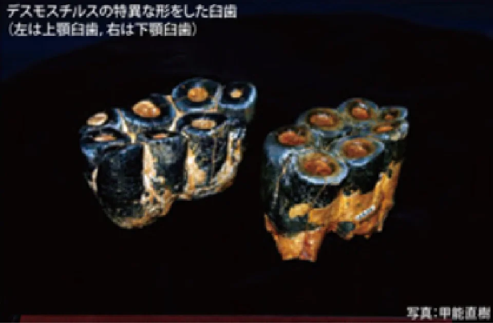 デスモスチルスの特異な形をした臼歯