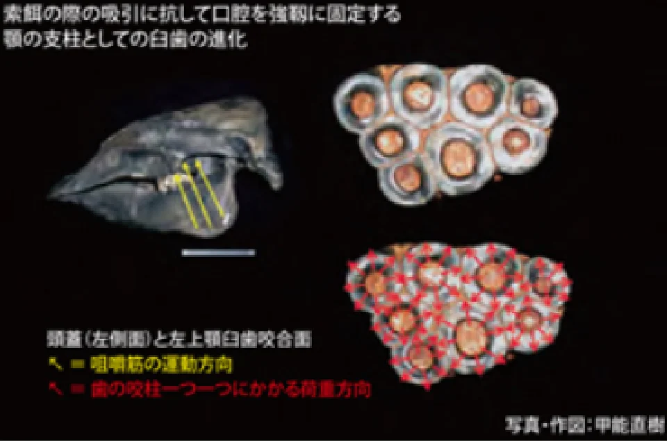 顎蓋と左上顎臼歯咬合面