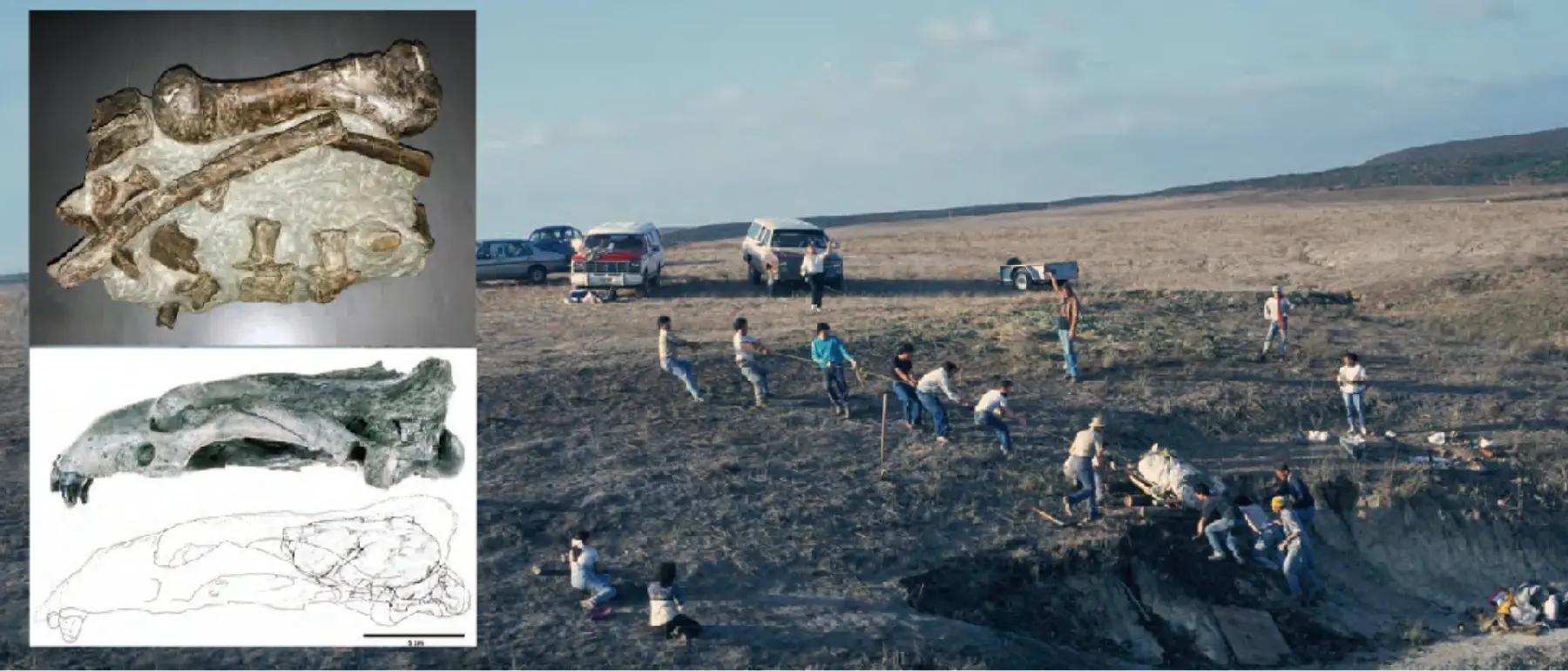 化石と発掘調査