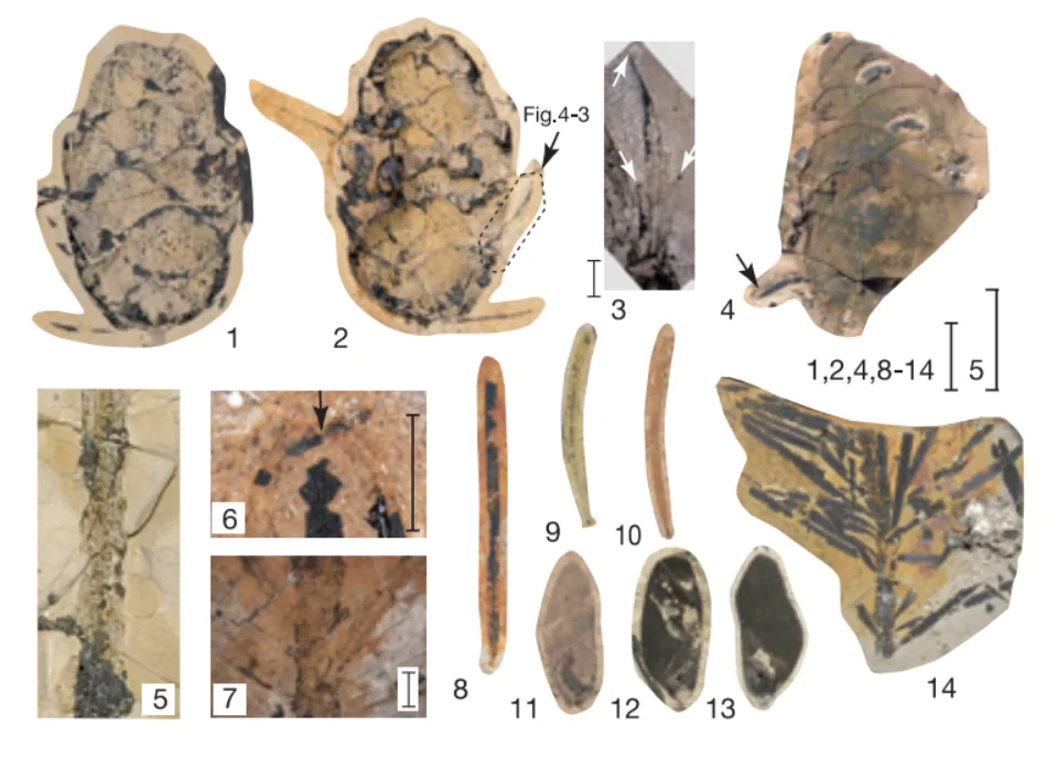 Pseudotsuga tanaii Huzioka