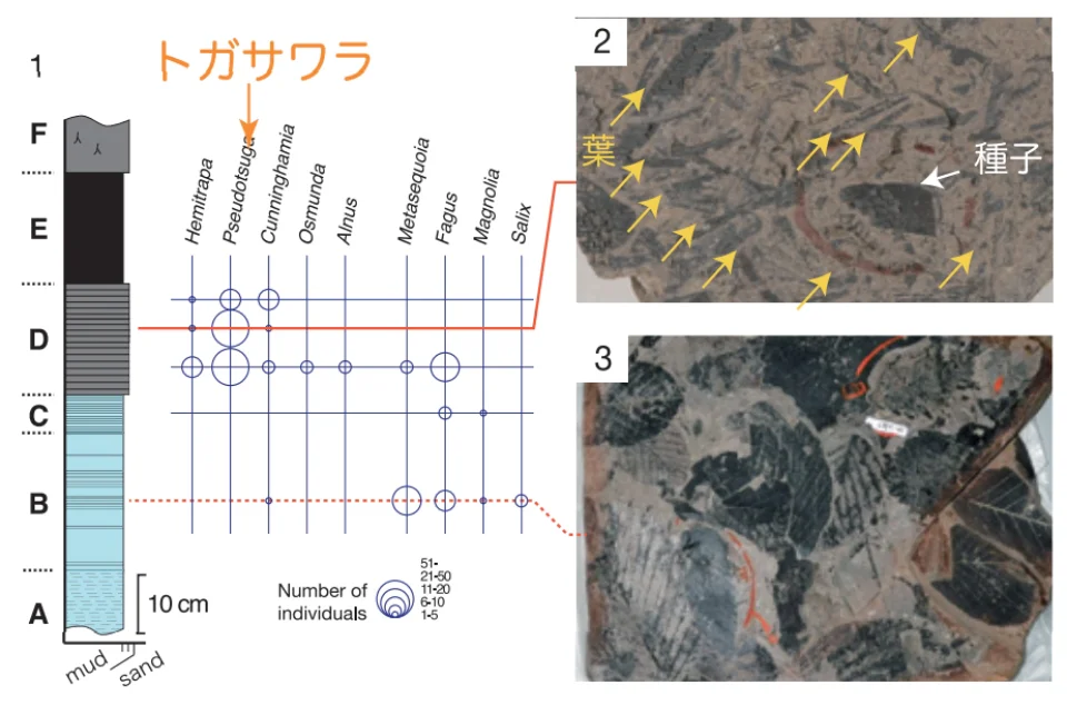 紫竹層での主な化石の産出層準と産出数変化