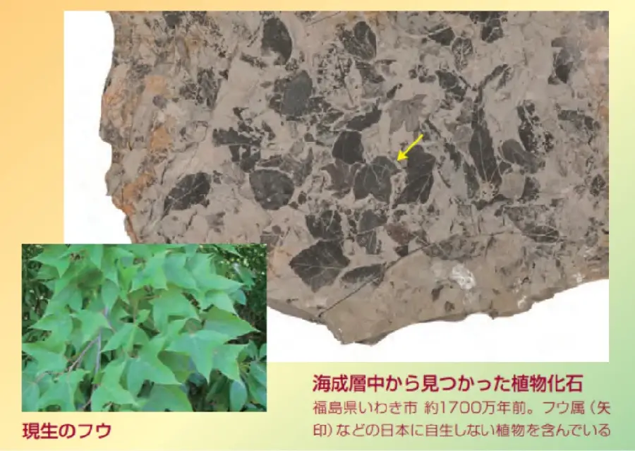 日本列島の植生史を解明する | 国立科学博物館 National Museum of