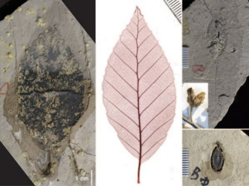 タイワンブナ築地の化石と比較現生標本