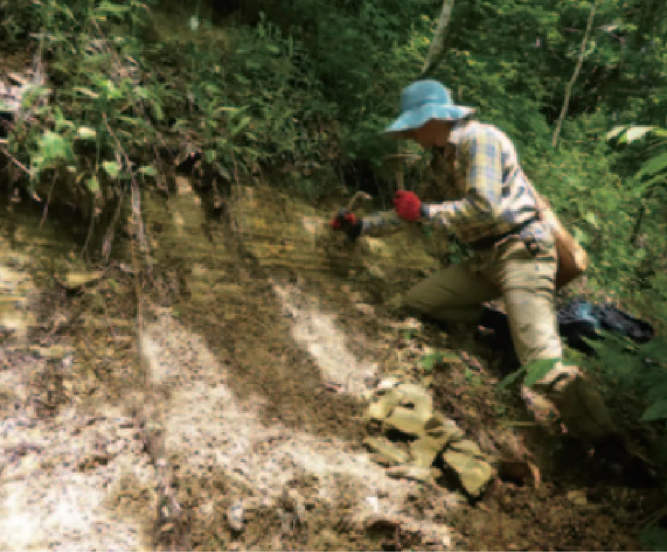 化石採掘のようす