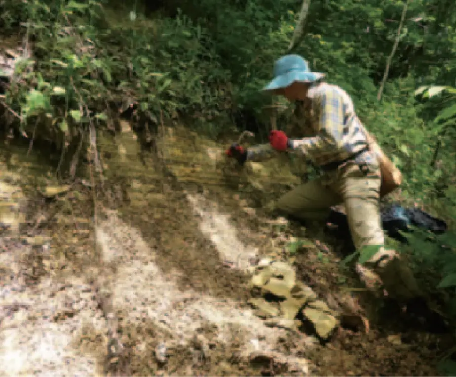 ひとかけらの化石から植物の来し方を知る | 国立科学博物館 National