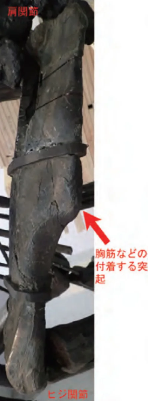 鳥脚類恐竜マイアサウラの右上腕骨