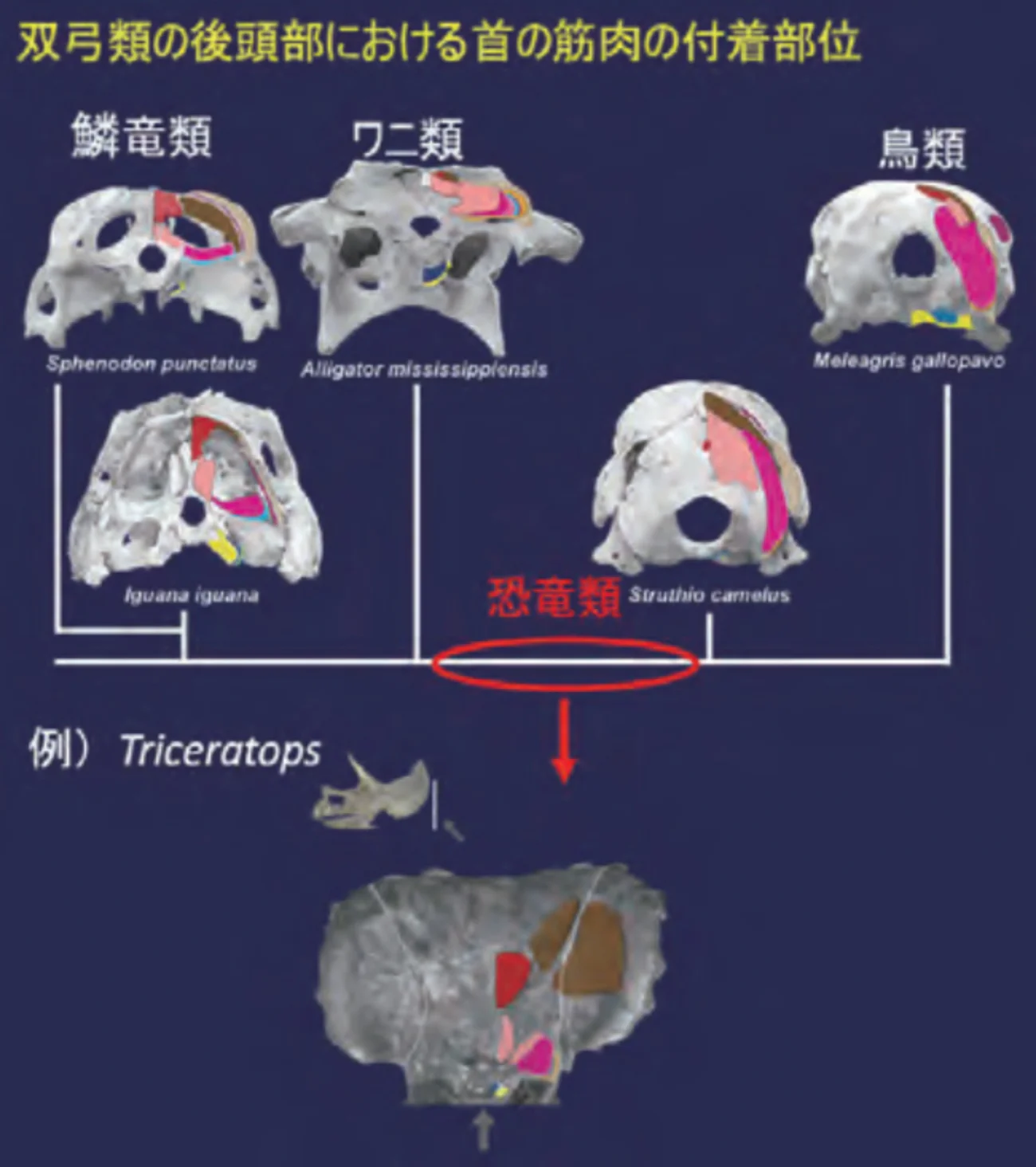 双弓類の後頭部における首の筋肉の付着部位