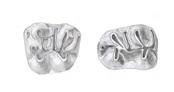 Sicista primus 歯のスケッチ