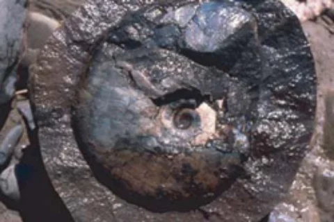 サハリン・マカロフ地域_アンモナイト