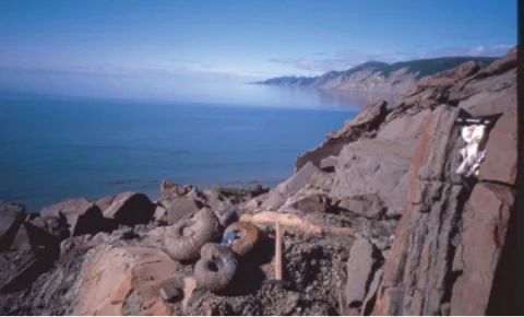 北カムチャツカ・ペンジナ湾岸