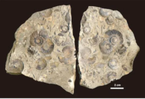 三畳紀前期のアンモナイト