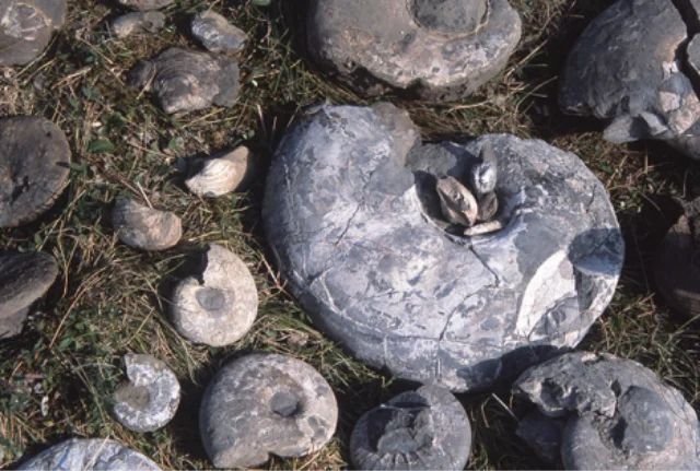 アンモナイトのパラダイス