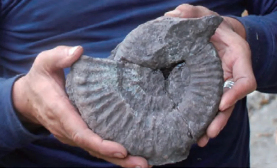 約1億年前_アンモナイト