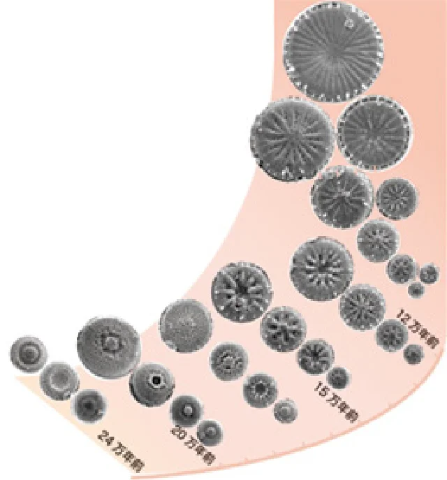 珪藻_年代毎サイズの違い