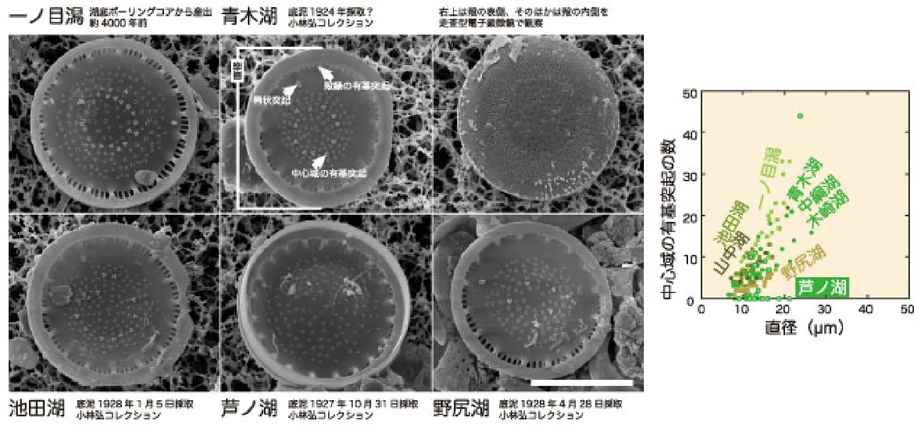 湖ごとの珪藻の形