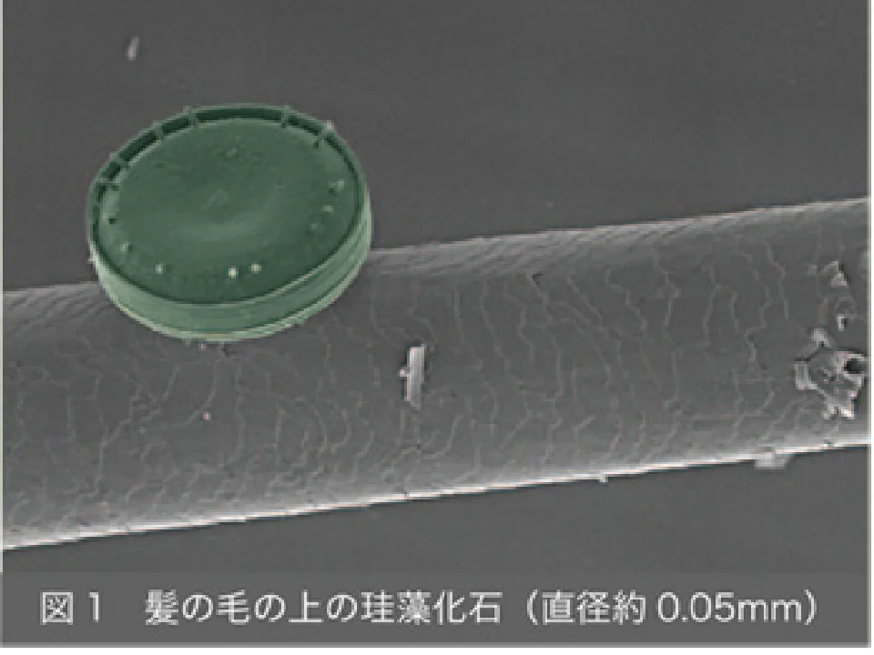 髪の毛の上の珪藻化石