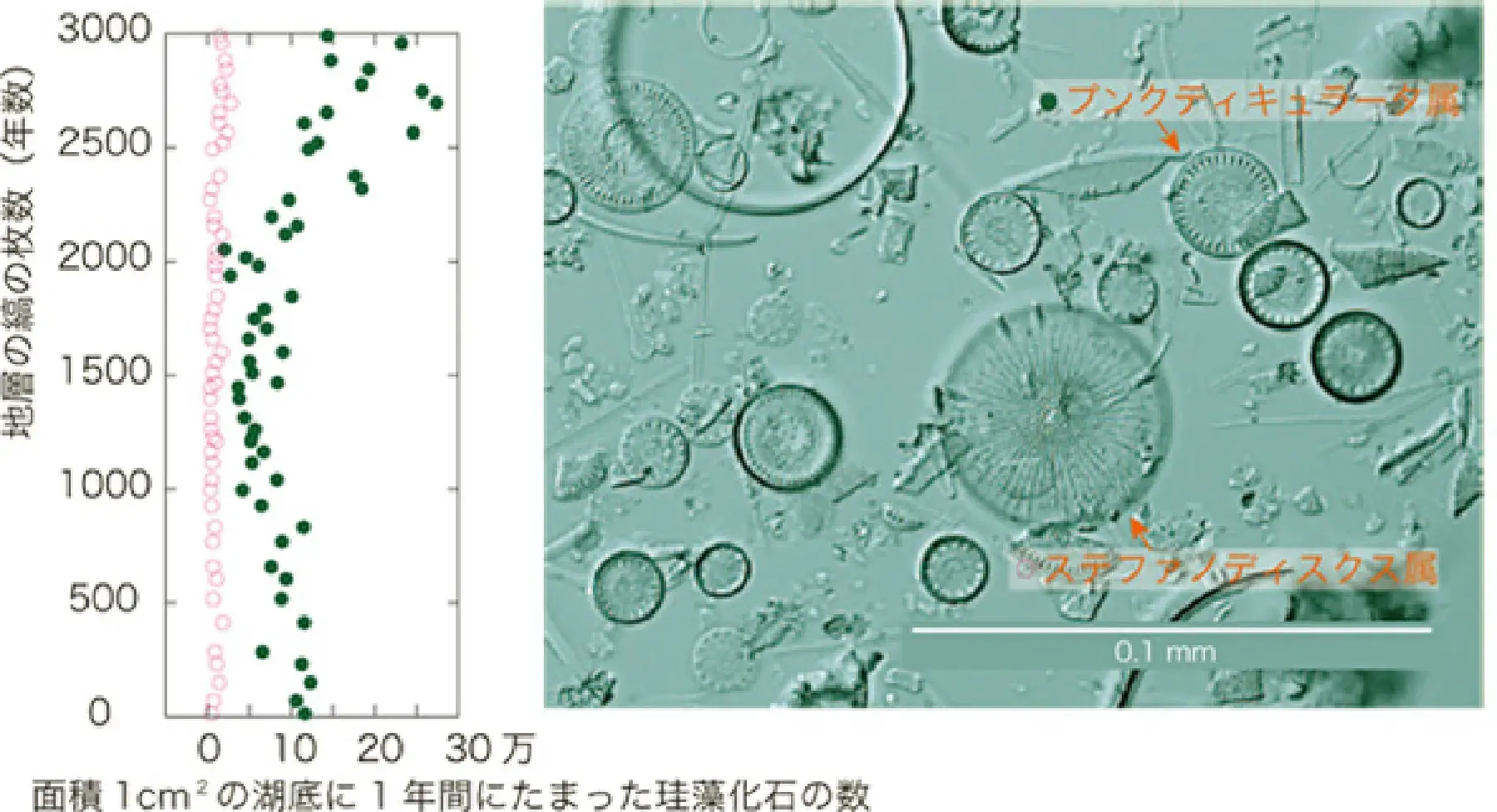 珪藻土に含まれる珪藻化石数の変化と光学顕微鏡写真