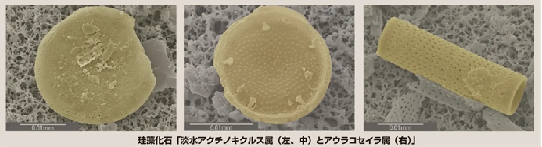 淡水アクチノキクルス属_アウラコセイラ属