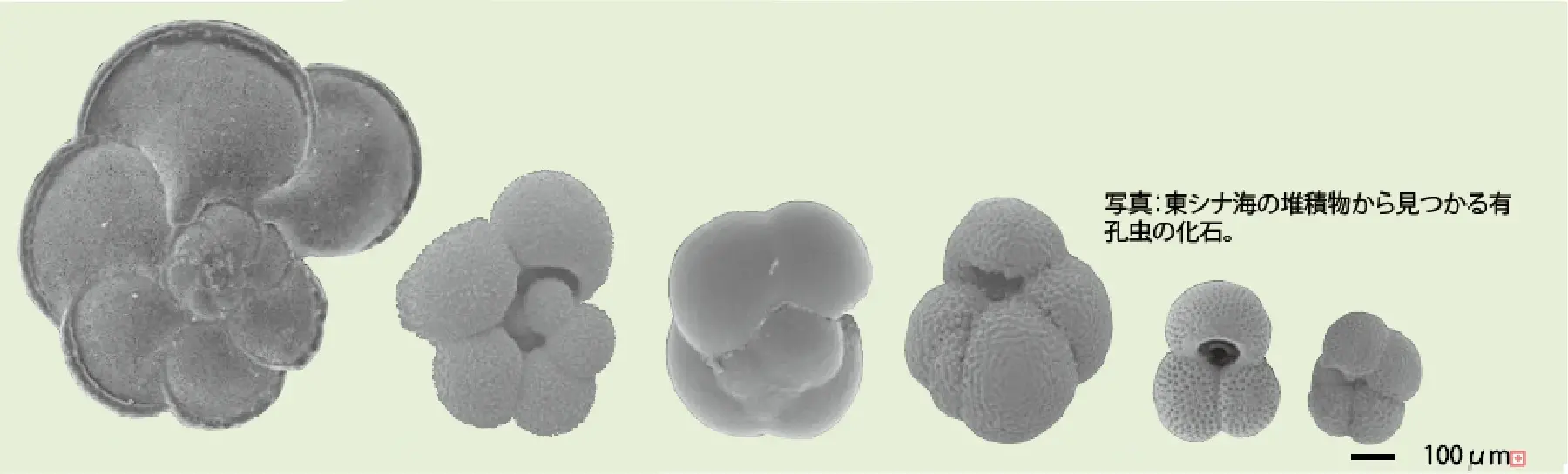 東シナ海_有孔虫化石