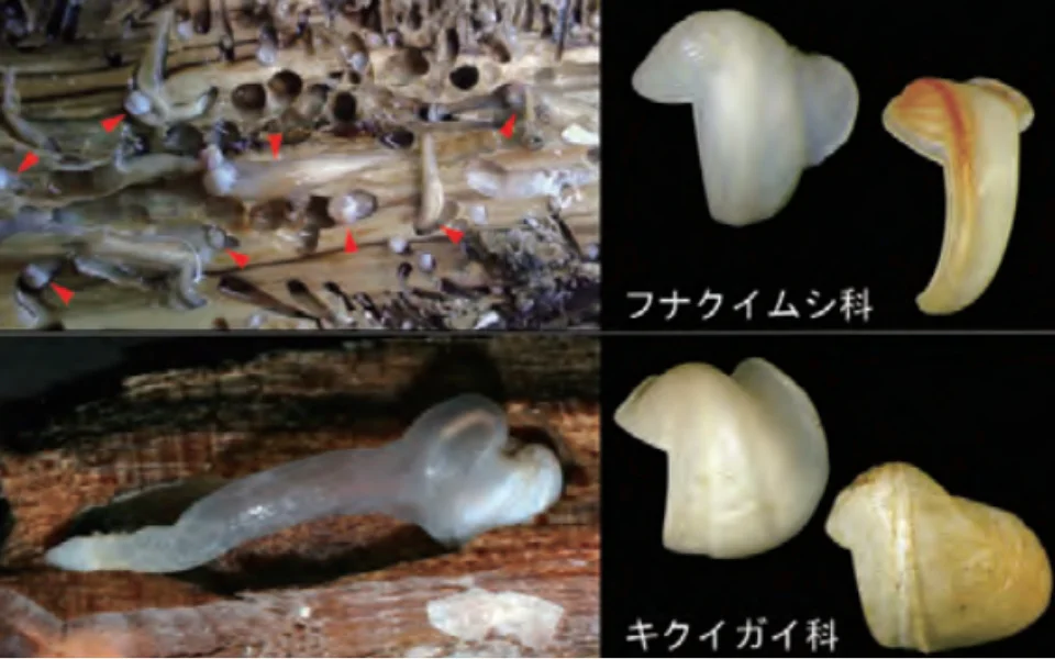 「木を食べる」ニオイガイの仲間