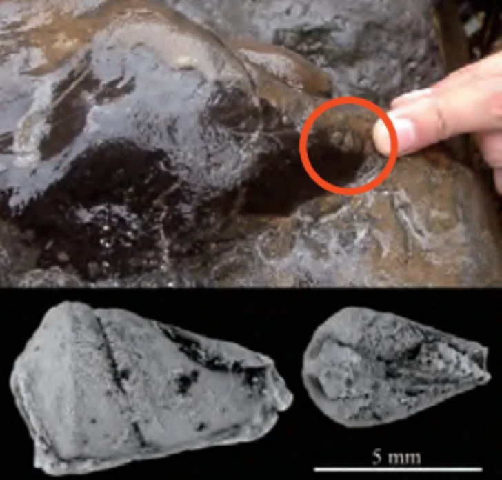 福島県_ニオイガイ類