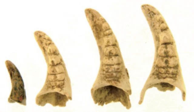 モクズガニの殻