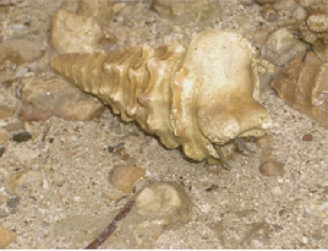 フィリピン_ヤドカリに背負われたビカリア