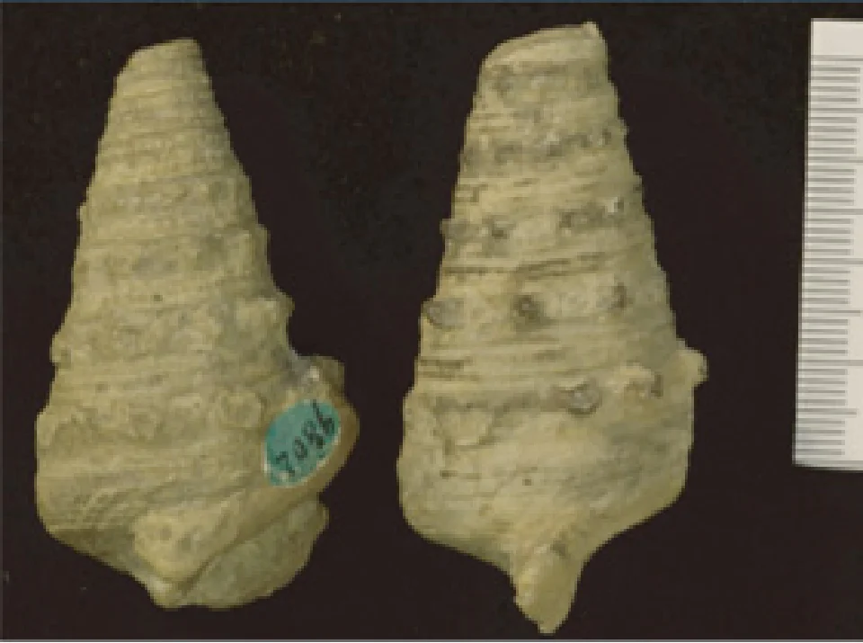 N.Vicaryがパキスタンで採集した標本