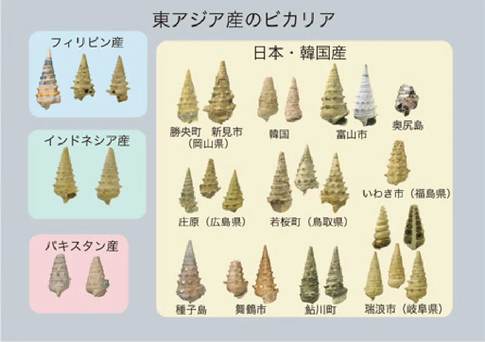 東アジア産のビカリア