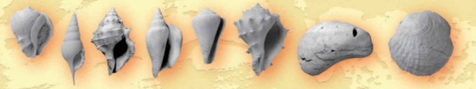 フィリピン産_貝化石