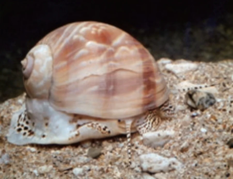 モクレンタマガイ