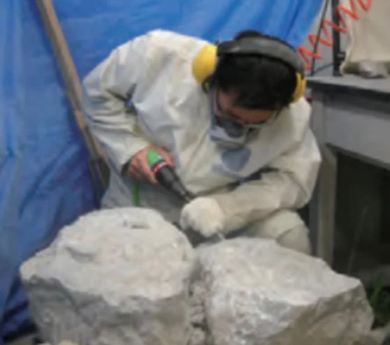 シカマイアの剖出作業