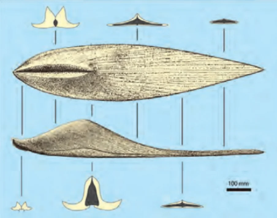 シカマイアの復元