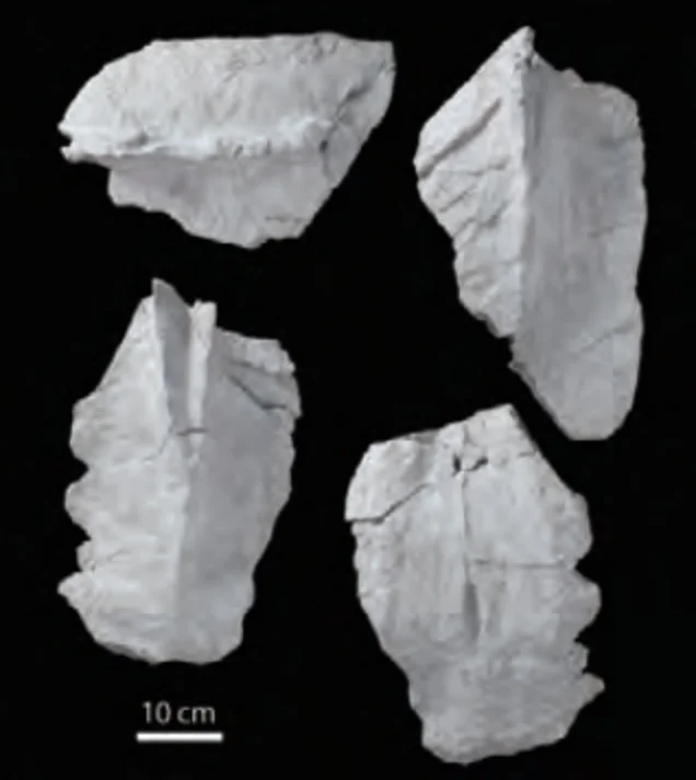 シカマイア標本