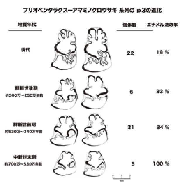 プリオペンタラグスーアマミノクロウサギ 系列の ｐ３の進化