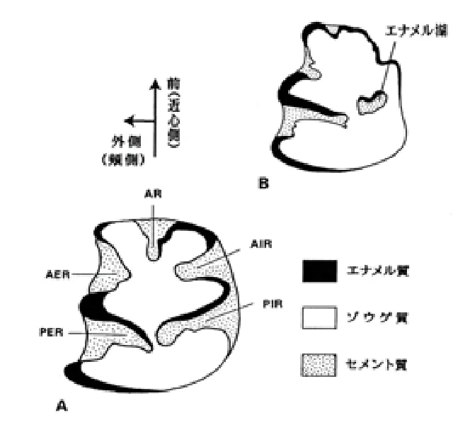 ウサギ類の化石
