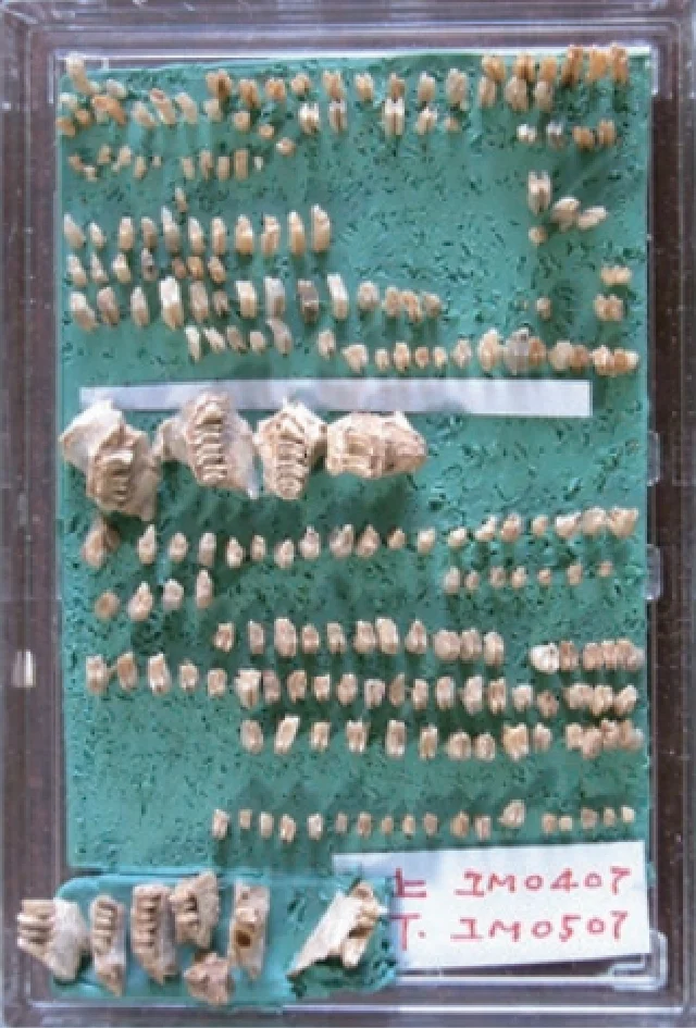 大紅山_ナキウサギ類の化石