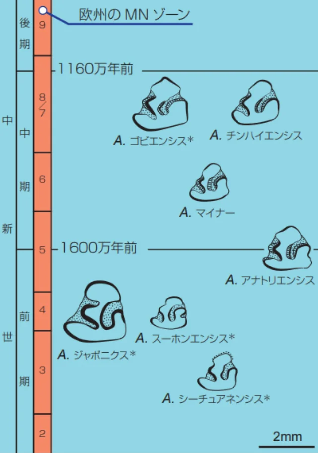 地質年代と下あごの第三小臼歯の断面図